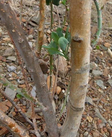Nicotiana glauca stems