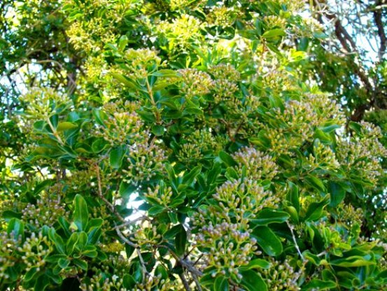Nuxia congesta