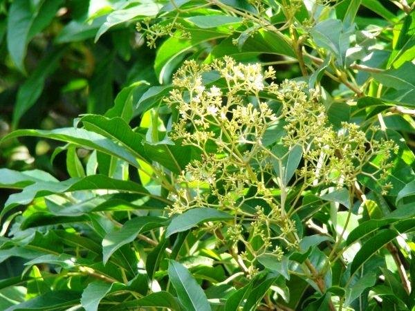 Nuxia floribunda