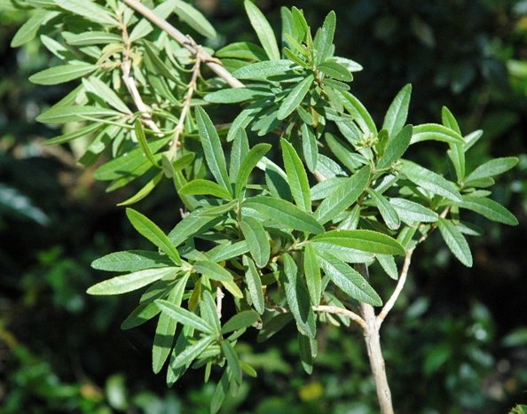 Nuxia gracilis