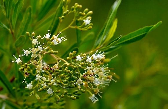 Nuxia oppositifolia flowers