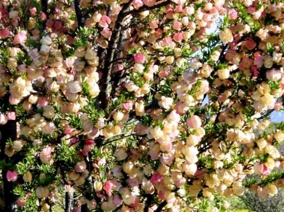 Nymania capensis covered in fruit