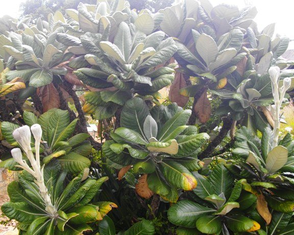 Oldenburgia grandis