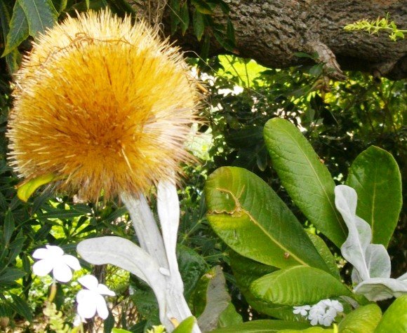 Oldenburgia grandis forming seed