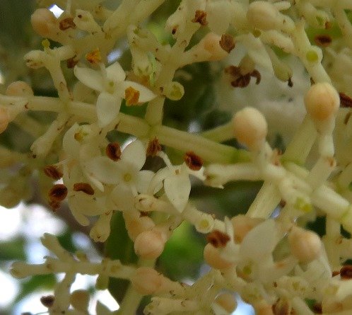 Olea capensis subsp. capensis flowers