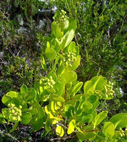 Olea capensis subsp. capensis