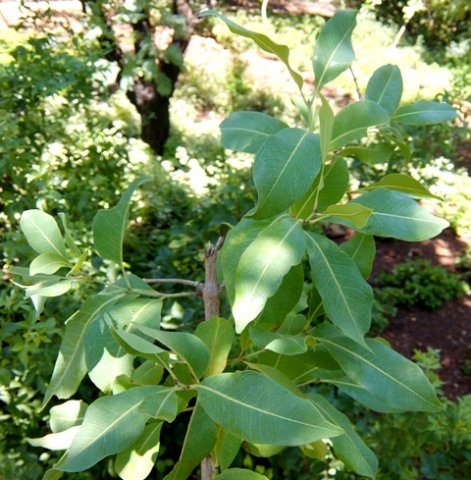Parinari curatellifolia