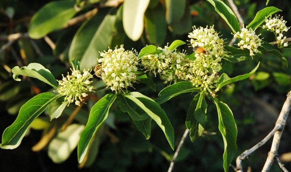 Pavetta gardeniifolia