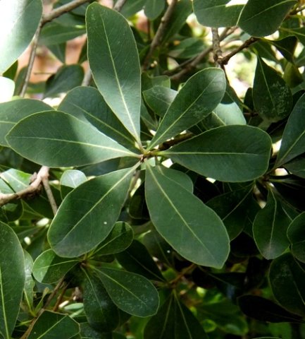 Pavetta gardeniifolia var. gardeniifolia
