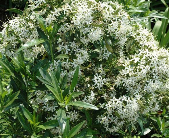 Pavetta lanceolata