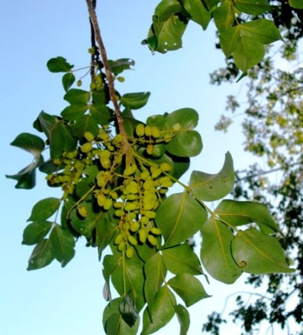 Canthium armatum