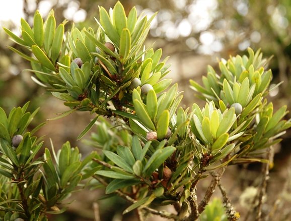 Podocarpus latifolius