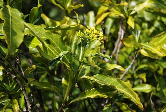 Psychotria capensis subsp. capensis