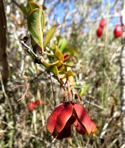 Putterlickia pyracantha capsule half open