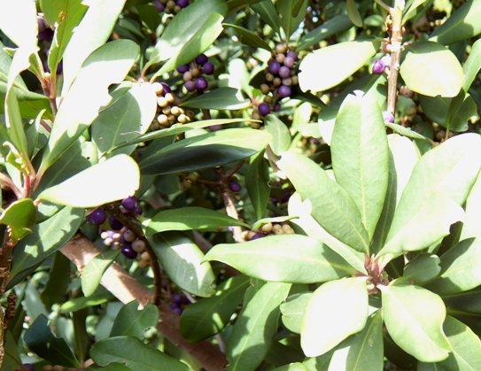 Rapanea melanophloeos stem-tip leaves