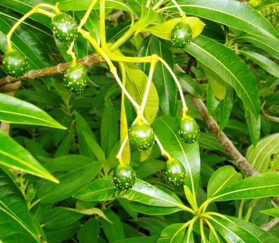 Rauvolfia caffra