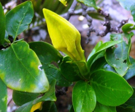 Rothmannia capensis dangerous looking bud