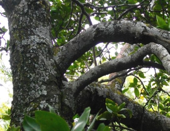 Rothmannia capensis stems