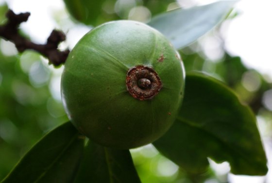 Rothmannia capensis fruit