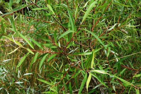 Salix mucronata subsp. woodii leaves