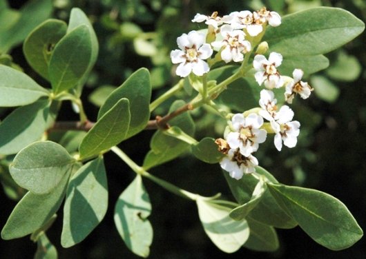 Schrebera alata