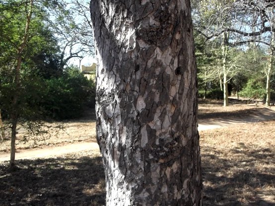 Sclerocarya birrea subsp. caffra stem