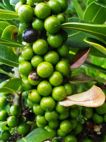Sideroxylon inerme fruit