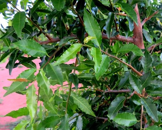 Spirostachys africana young leaves