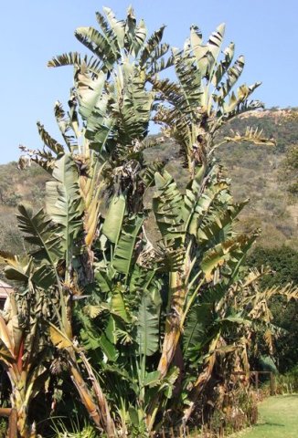 Strelitzia nicolai
