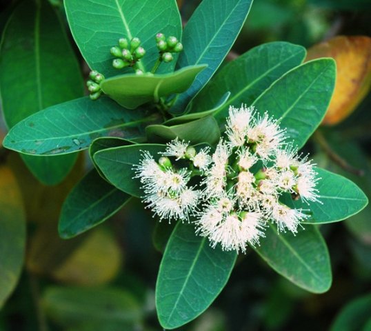 Syzygium cordatum