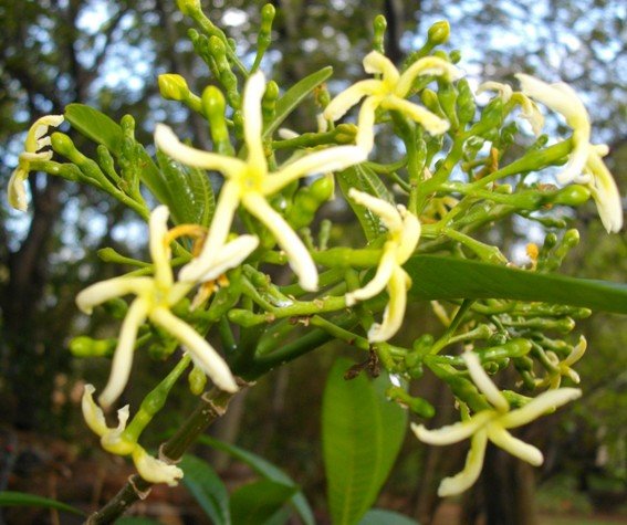 Tabernaemontana elegans flowers