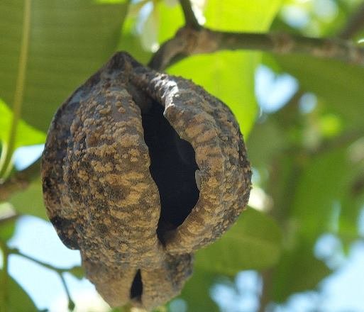 Tabernaemontana elegans fruit husk