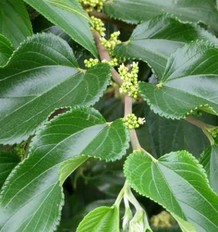 Trema orientalis stem-tip