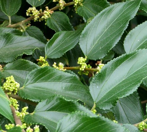 Trema orientalis