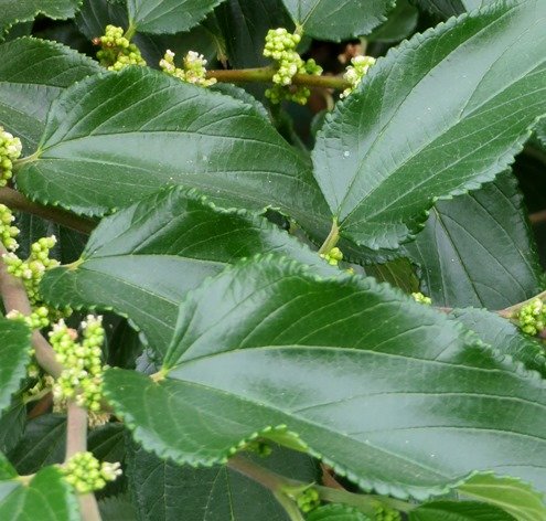 Trema orientalis leaves