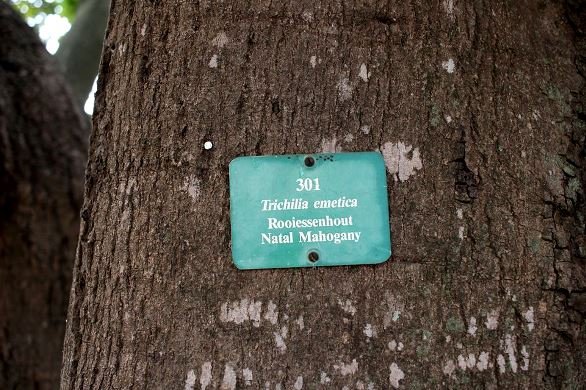 Trichilia emetica subsp. emetica bark