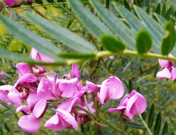 Virgilia divaricata