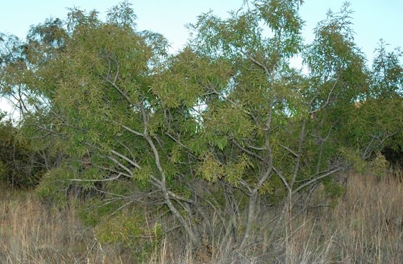 Vitex rehmannii 