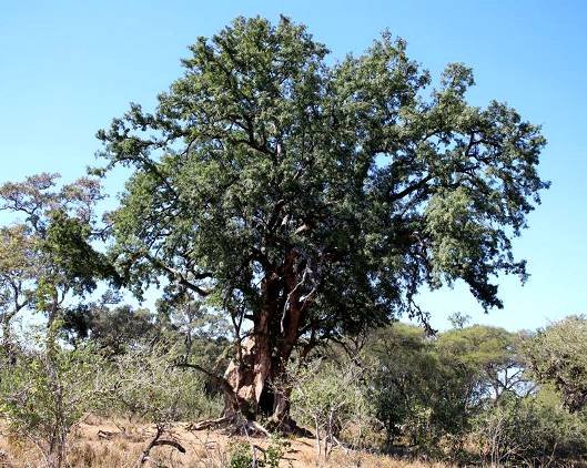 Xanthocercis zambesiaca