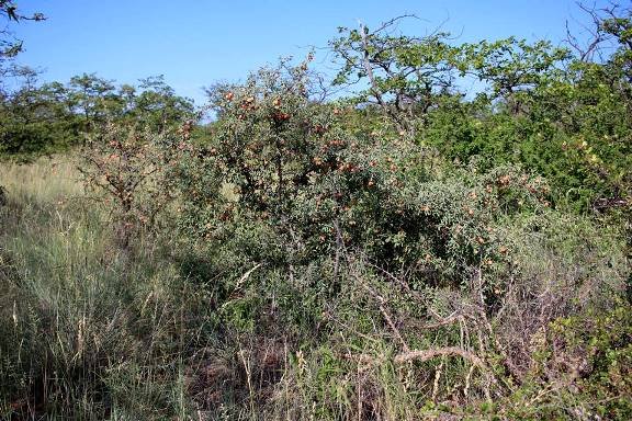 Ximenia americana var. microphylla