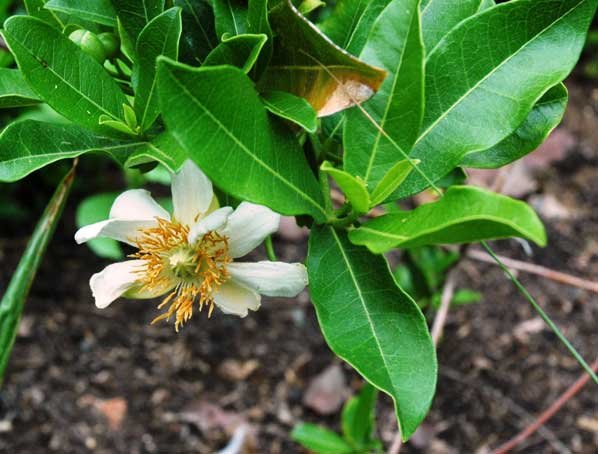 Xylotheca kraussiana flower