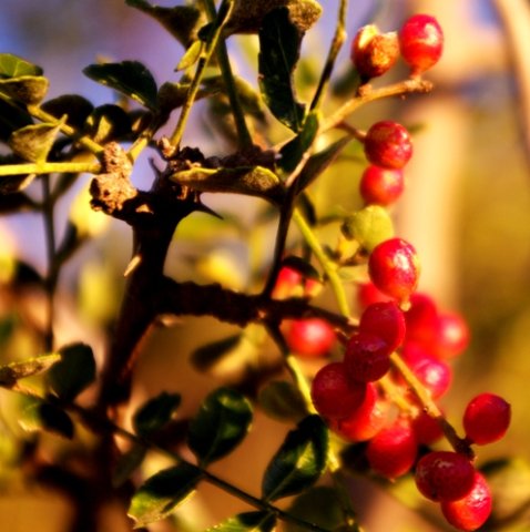 Zanthoxylum capense fruit