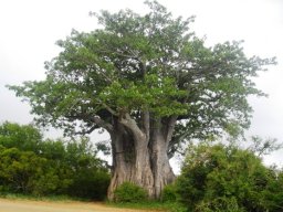 Adansonia digitata summer foliage