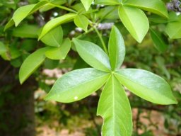 Adansonia digitata leaves