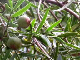 Podocarpus falcatus leaves and green fruit