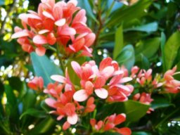 Alberta magna fruit wings masquerading as flowers