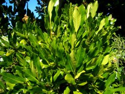 Alberta magna leaves