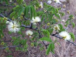 Albizia harveyi leaves