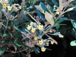 Anastrabe integerrima branch