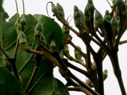 Anthocleista grandiflora fruit